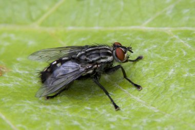 Bir yaprak - closeup oturan sinek