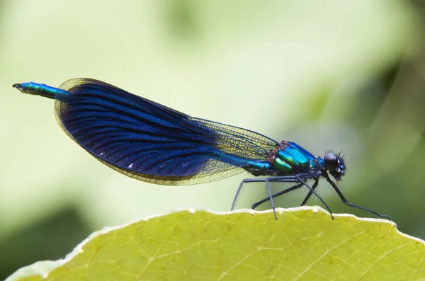 Libellula seduta sulla foglia — Foto Stock