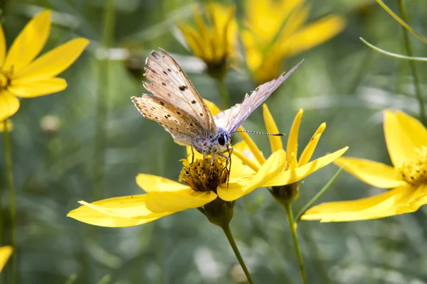 Le papillon assis sur une fleur parmi les feuilles — Photo