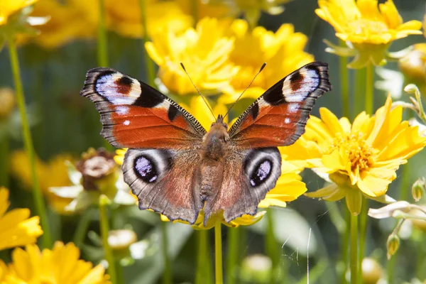 The butterfly sitting on a flower among the leaves — Stock Photo, Image