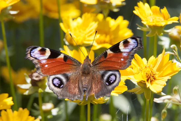 The butterfly sitting on a flower among the leaves — Stock Photo, Image