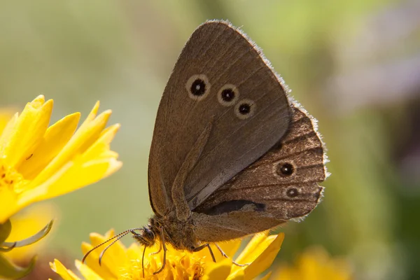 The butterfly sitting on a flower among the leaves — Stock Photo, Image