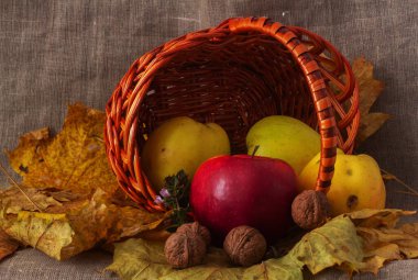 Bir sepetli sonbahar kompozisyonu, eski tuval üzerinde elmalar ve cevizler. Stilllife