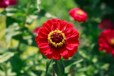 Close-up of a stunning, bright red Zinnia elegans flower blooming in a lush green summer garden, highlighting its textured petals and yellow-brown center under natural sunlight.