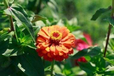 Close-up of a stunning, bright red Zinnia elegans flower blooming in a lush green summer garden, highlighting its textured petals and yellow-brown center under natural sunlight.