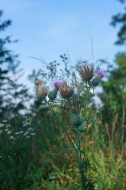 Çiçek açan ve devedikeni filizlendiren dikey çekim (Cirsium veya Carduus) karakteristik dikenli başları ile, bazıları narin mor çiçekleri gösteren, yumuşak, parlak mavi bir gökyüzüne karşı vahşi bir çayırda dik duran.