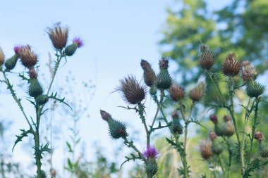 Çiçek açan ve devedikeni filizlendiren dikey çekim (Cirsium veya Carduus) karakteristik dikenli başları ile, bazıları narin mor çiçekleri gösteren, yumuşak, parlak mavi bir gökyüzüne karşı vahşi bir çayırda dik duran
