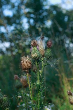 Çiçek açan ve devedikeni filizlendiren dikey çekim (Cirsium veya Carduus) karakteristik dikenli başları ile, bazıları narin mor çiçekleri gösteren, yumuşak, parlak mavi bir gökyüzüne karşı vahşi bir çayırda dik duran
