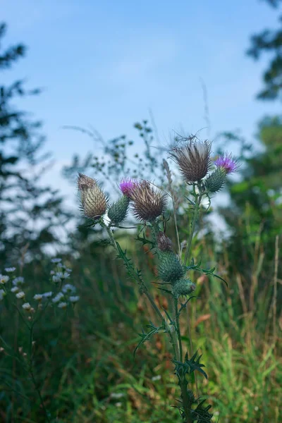Çiçek açan ve devedikeni filizlendiren dikey çekim (Cirsium veya Carduus) karakteristik dikenli başları ile, bazıları narin mor çiçekleri gösteren, yumuşak, parlak mavi bir gökyüzüne karşı vahşi bir çayırda dik duran.