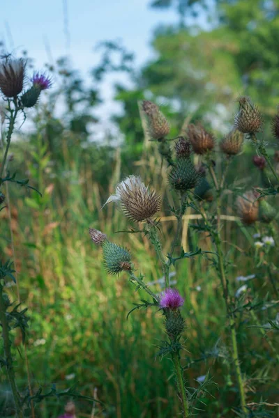 Çiçek açan ve devedikeni filizlendiren dikey çekim (Cirsium veya Carduus) karakteristik dikenli başları ile, bazıları narin mor çiçekleri gösteren, yumuşak, parlak mavi bir gökyüzüne karşı vahşi bir çayırda dik duran