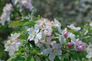 Meyve bahçesindeki yumuşak yeşil arka planda çiçek açan narin pembe ve beyaz elma ağaçlarından oluşan kümeler..