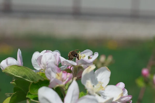 Bal arısı Apis Mellifera 'nın yakın plan resmi. Narin pembe ve beyaz bir elma çiçeğinden nektar ve polen topluyor. Bahar, çevre, tozlaşma ve tarım temaları için temel resim