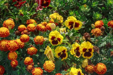 Parlak sarı muhallebi çocukları (Viola tricolor) içeren koyu renkli ve turuncu renkli kadife çiçekleri (Tagetes) bulunan çarpıcı bir yıllık çiçek sergisi. Bahçe ve doğa temaları için mükemmel..