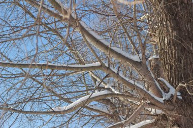 İnce kar tabakaları olan çıplak ağaç dallarının dikey görüntüsü. Ağaç gövdesinin kaba dokusu ve ince dalları parlak mavi gökyüzüne karşı doğal bir desen oluşturur..