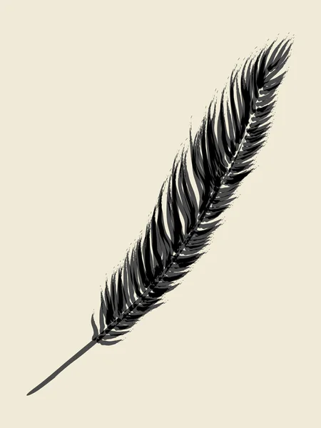 Brush sketch of a feather — Stock Vector