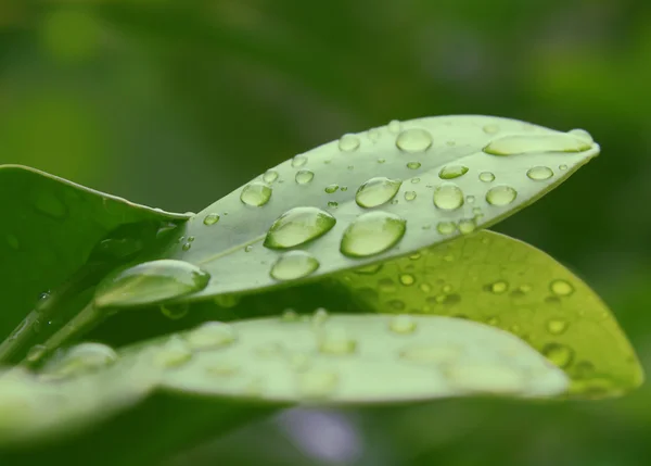 Dew on leaves — Stock Photo, Image