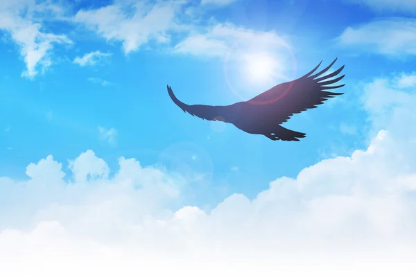 Schwebender Adler — Stockfoto