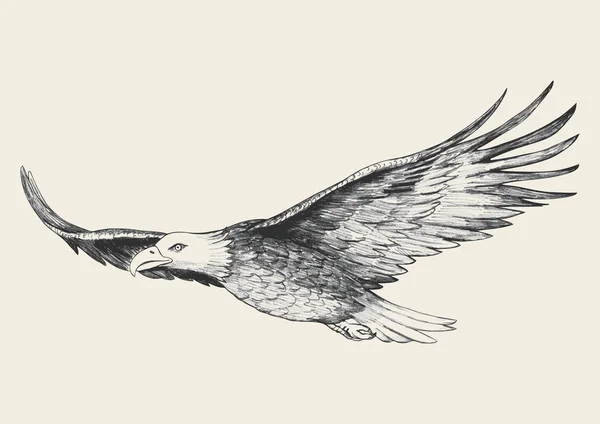 Bosquejo de águila voladora — Vector de stock