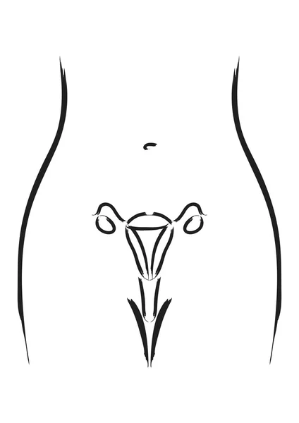 Kvinnliga fortplantningsorgan — Stock vektor