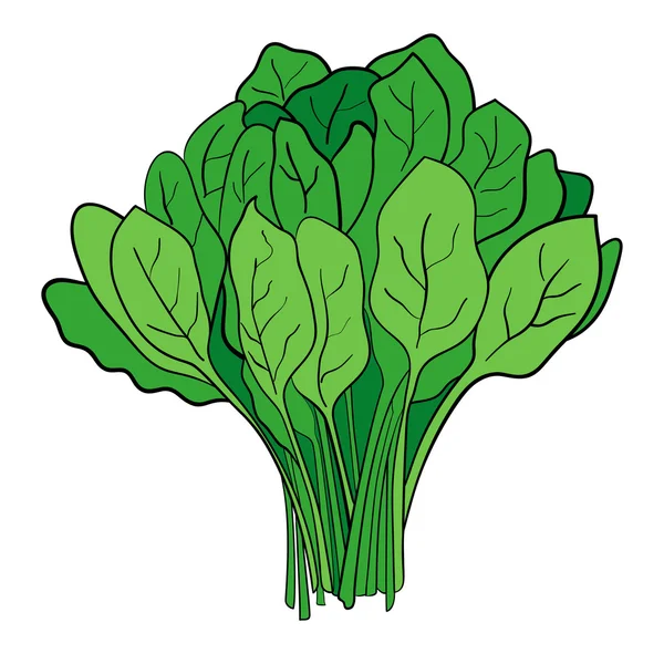 一捆菠菜 — 图库矢量图片
