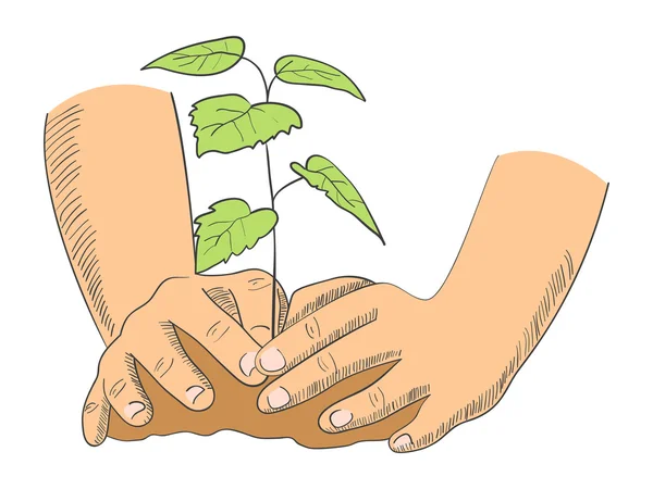 Ilustración de manos plantando árbol joven — Vector de stock