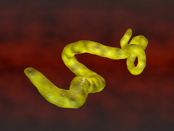 Ebola — Stock fotografie