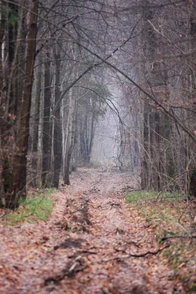 Autumn valley — Stock Photo, Image