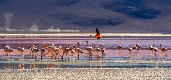 玻利维亚Laguna Colada的火烈鸟小组 — 图库照片