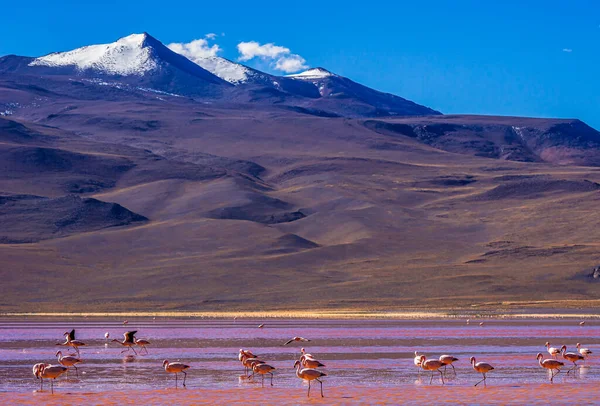 Vue sur les flamants roses au lagon Laguna Colorada en Bolivie — Photo