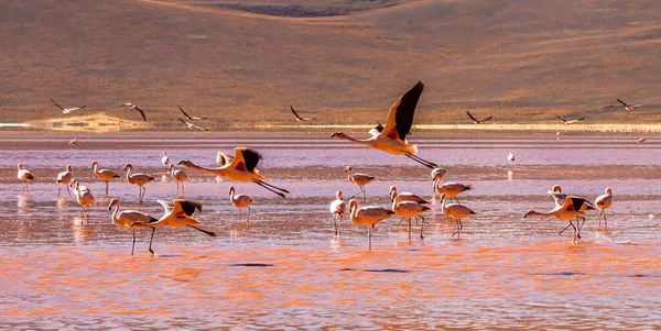 Group of Flamingos in Laguna Colorada , Bolivia — стокове фото