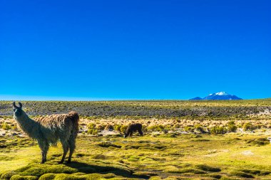 Lama Bolivya 'nın altiplano manzarasında duruyor.