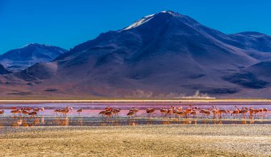 Bolivya 'daki Laguna Colorada lagünündeki Flamingoları izle