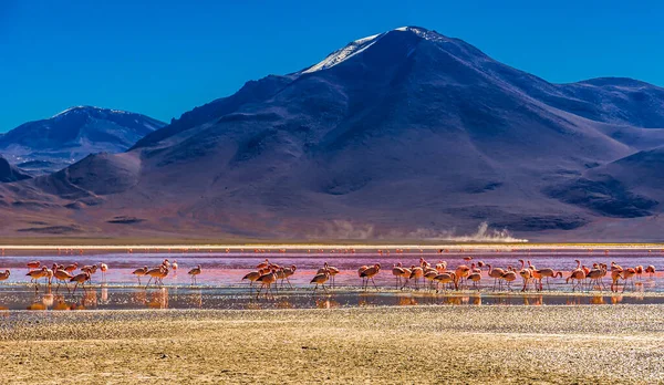 Flamingos at the Laguna Colorada lagoon в Болівії — стокове фото