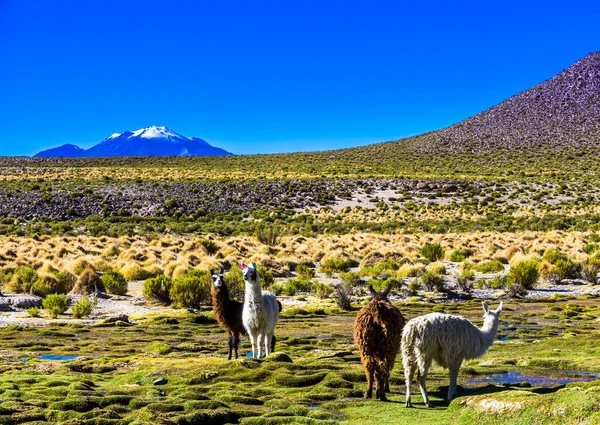 Lama Bolivya 'nın altiplano manzarasında duruyor.