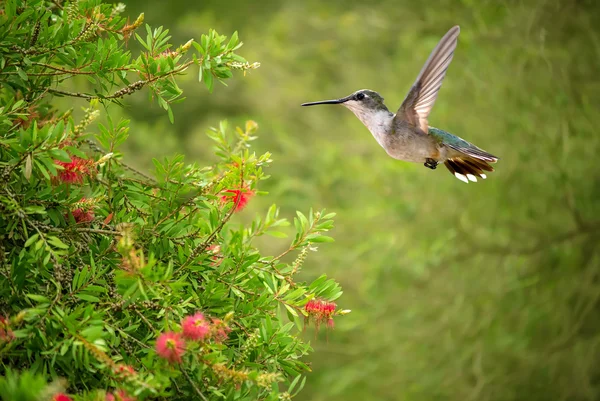 Hummingbird over blurred green summer background — Stock Photo, Image