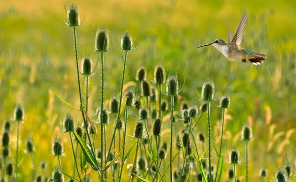 Kolibřík v létě pozadí — Stock fotografie
