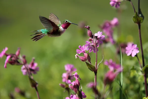 Kolibřík rubínohrdlý a růžové květy v létě — Stock fotografie