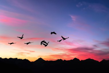 Landscape during sunset and flying birds  clipart