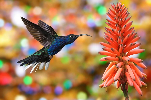 Hummingbird Violeta Sabrewing com flor tropical — Fotografia de Stock