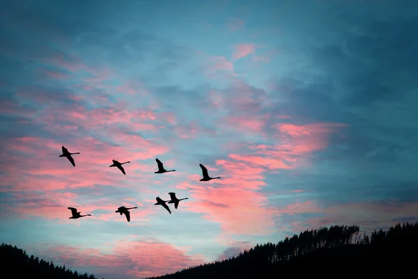 Aves em habitat natural — Fotografia de Stock