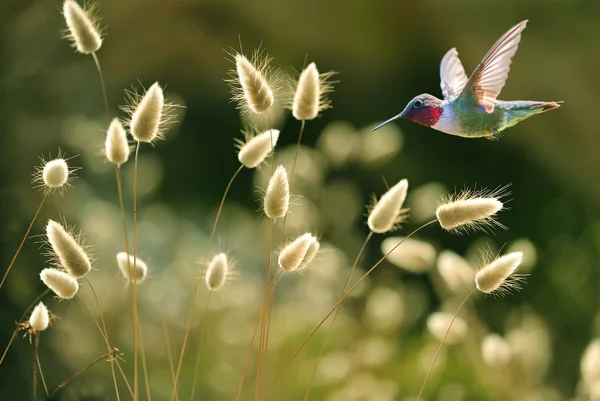 Koliber nad zielona trawa tło lato — Zdjęcie stockowe