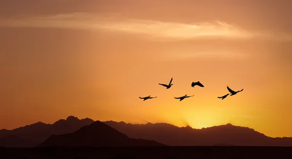 Gyllene sky på solnedgången eller soluppgång med flygande fåglar panoramautsikt — Stockfoto