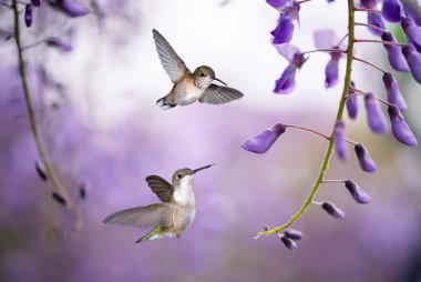 Hummingbirds over background of purple wisteria  clipart