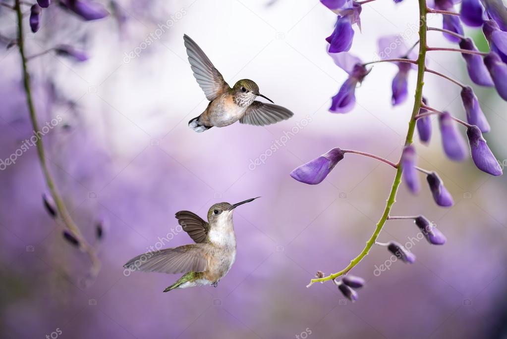 Hummingbirds over background of purple wisteria 