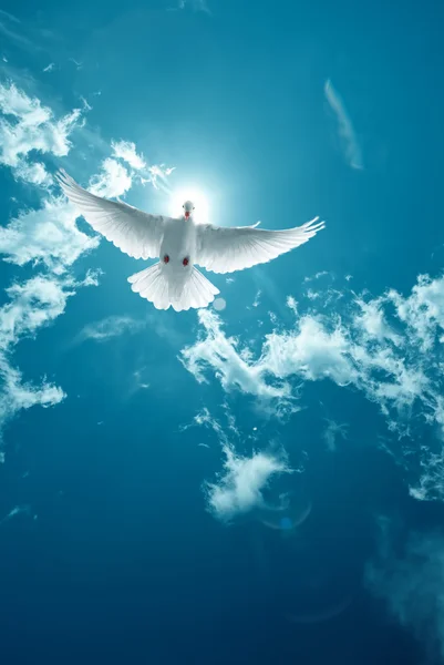 White Holy Dove flying in the sky vertical image — Stock Photo, Image