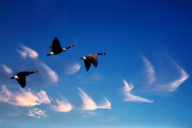 Beautiful sky with flying birds natural background clipart