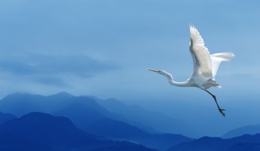 Mavi gökyüzü üzerinde tropikal vinç