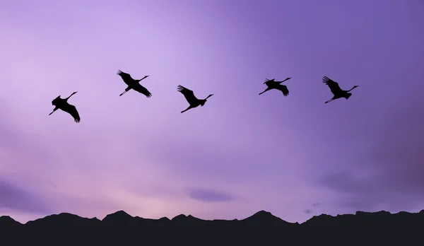 Flock av kranar våren migration — Stockfoto