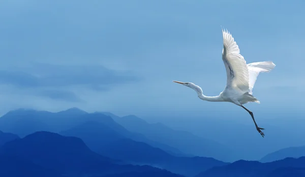 Tropischer Kran über blauem Himmel — Stockfoto