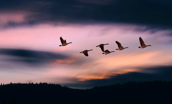 Manada de gansos durante la migración de primavera u otoño — Foto de Stock